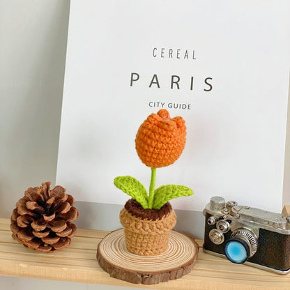 Creative home decor succulent arrangement