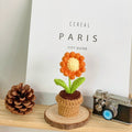 B Style Orange Daisy Potted Plant